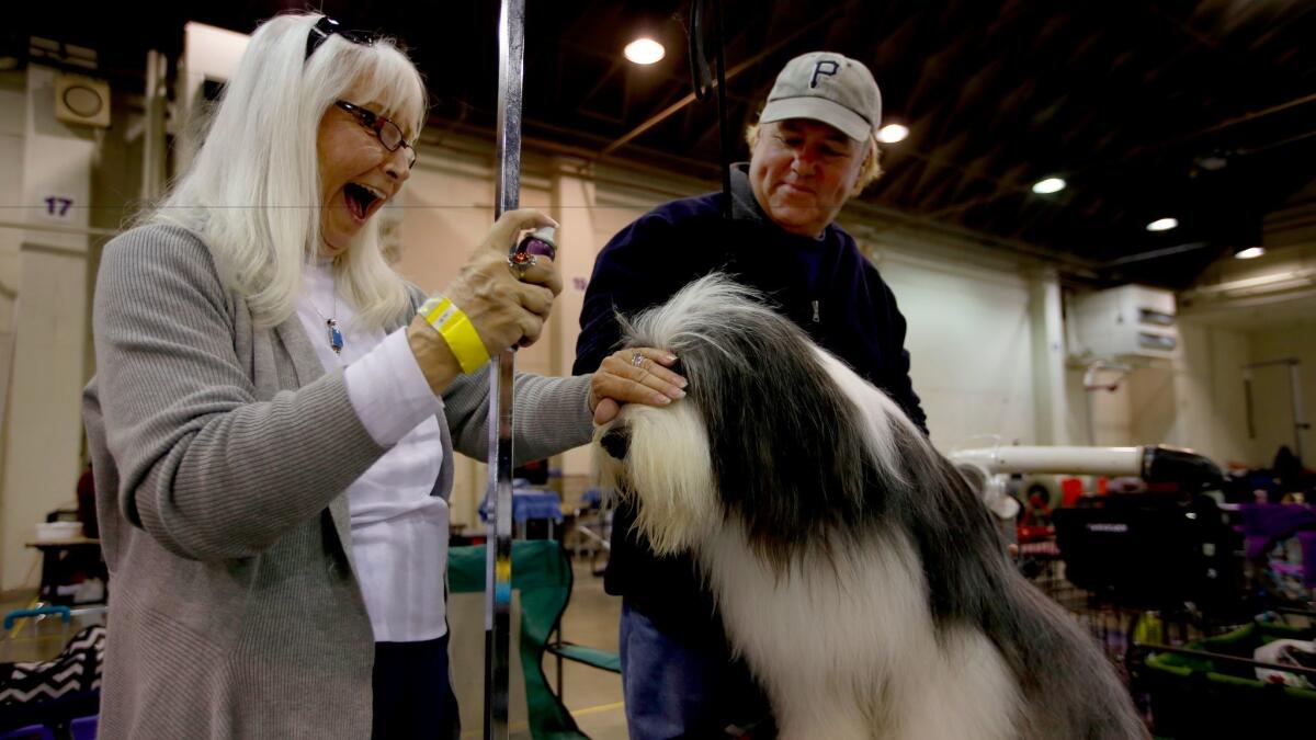 Jeannette Zavacky sprays hairspray on Murphy, ?? a bearded collie, as Patrick Cahil looks on backstage in the grooming area.