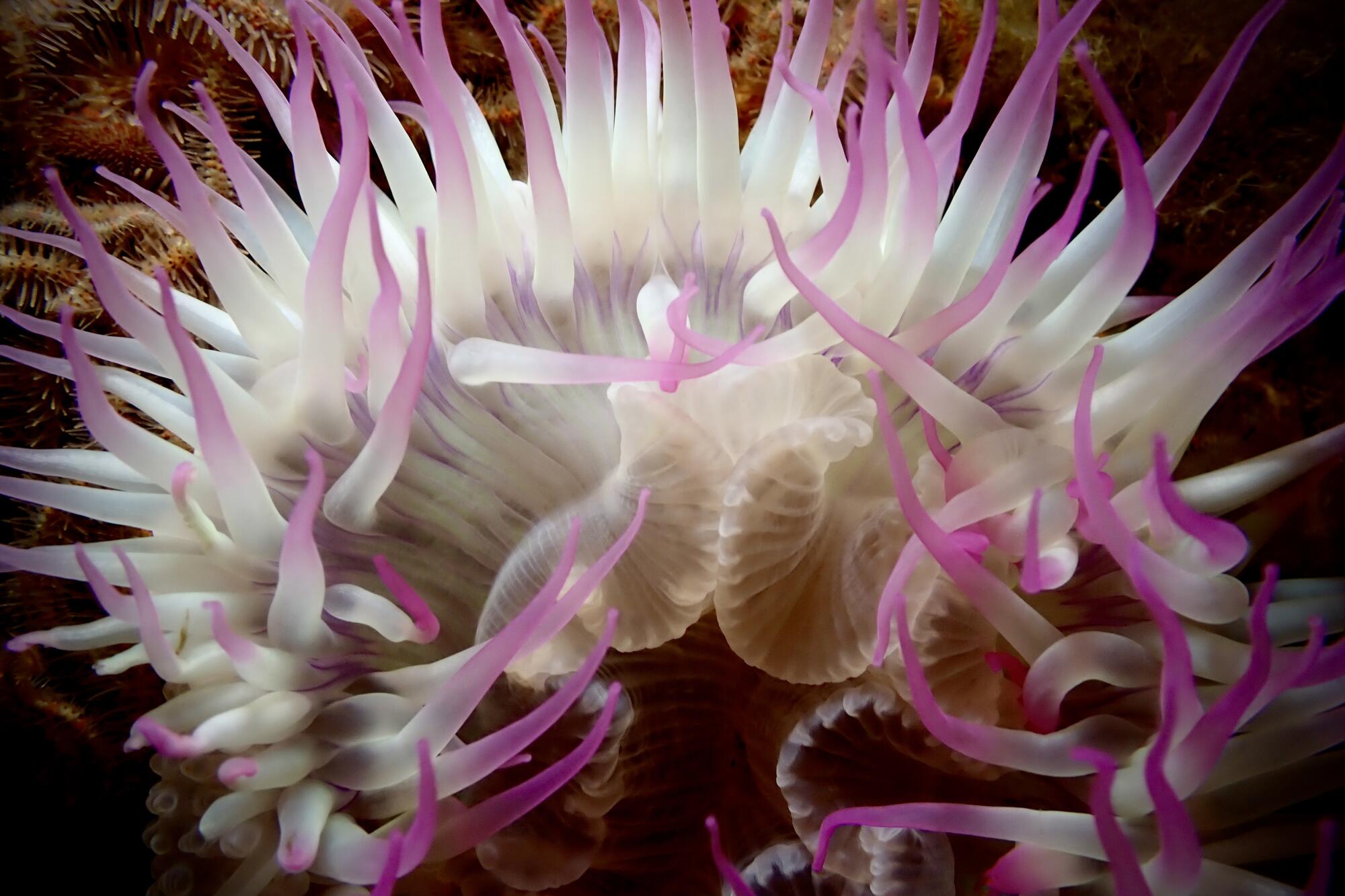 Photos of sea life under the oil platform Elly taken by Paige Zhang,