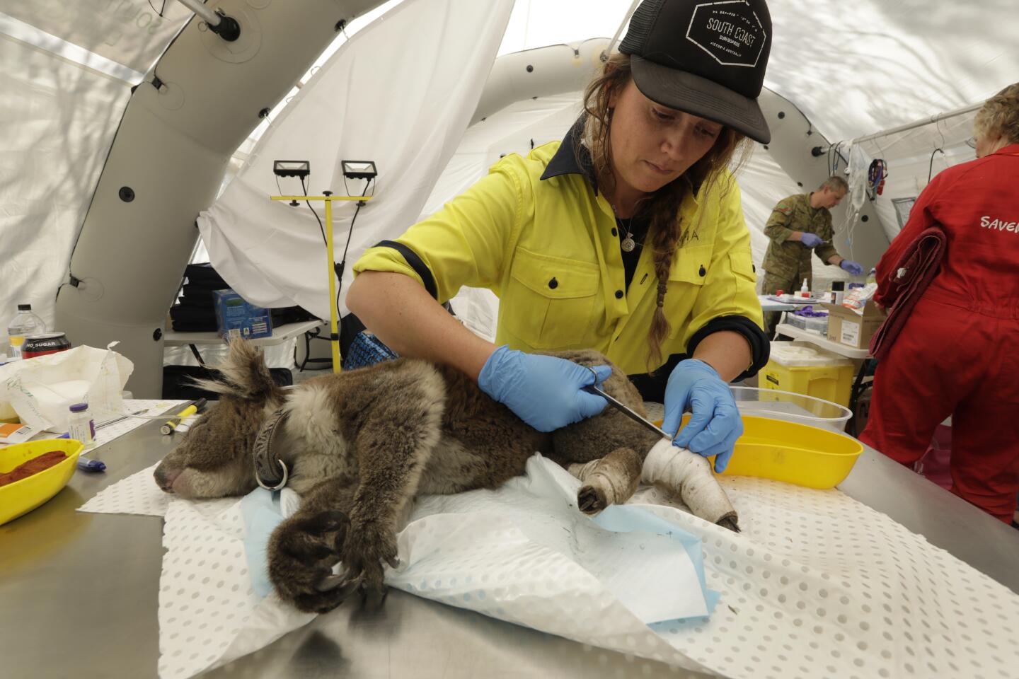 Koalas on Kangaroo Island