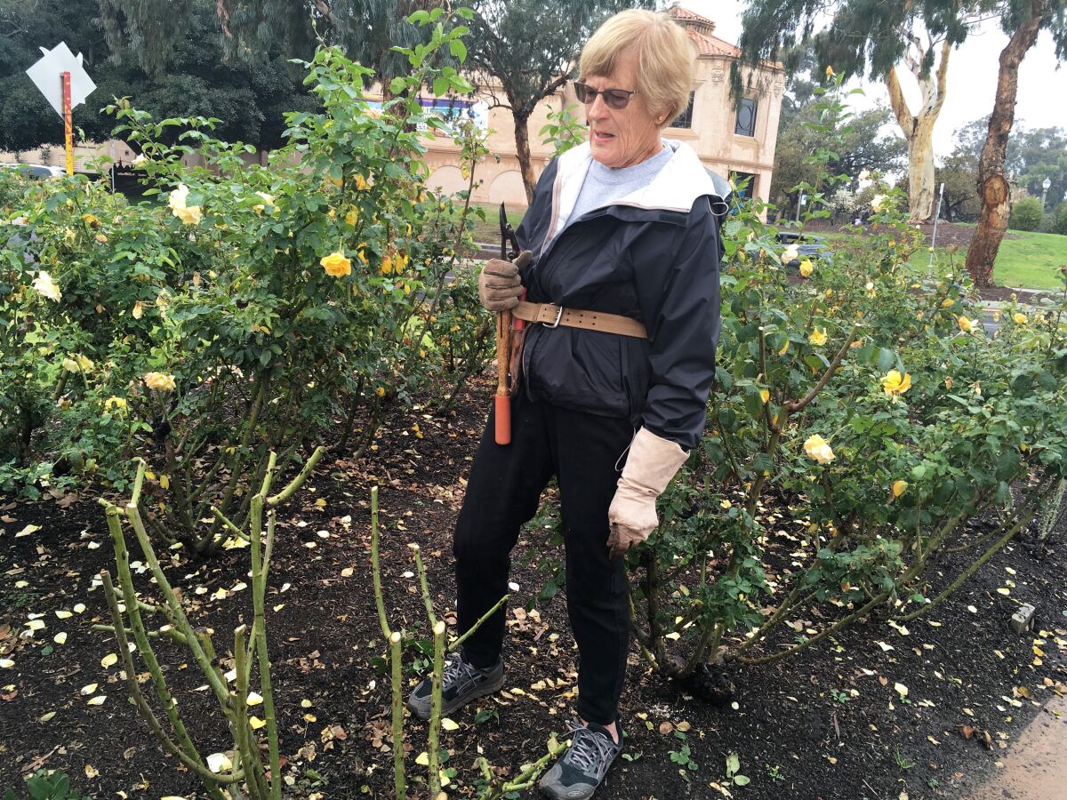 Master Rosarian Sue Streeper teaches how to prune a hybrid tea rose at the Balboa Park pruning workshop.