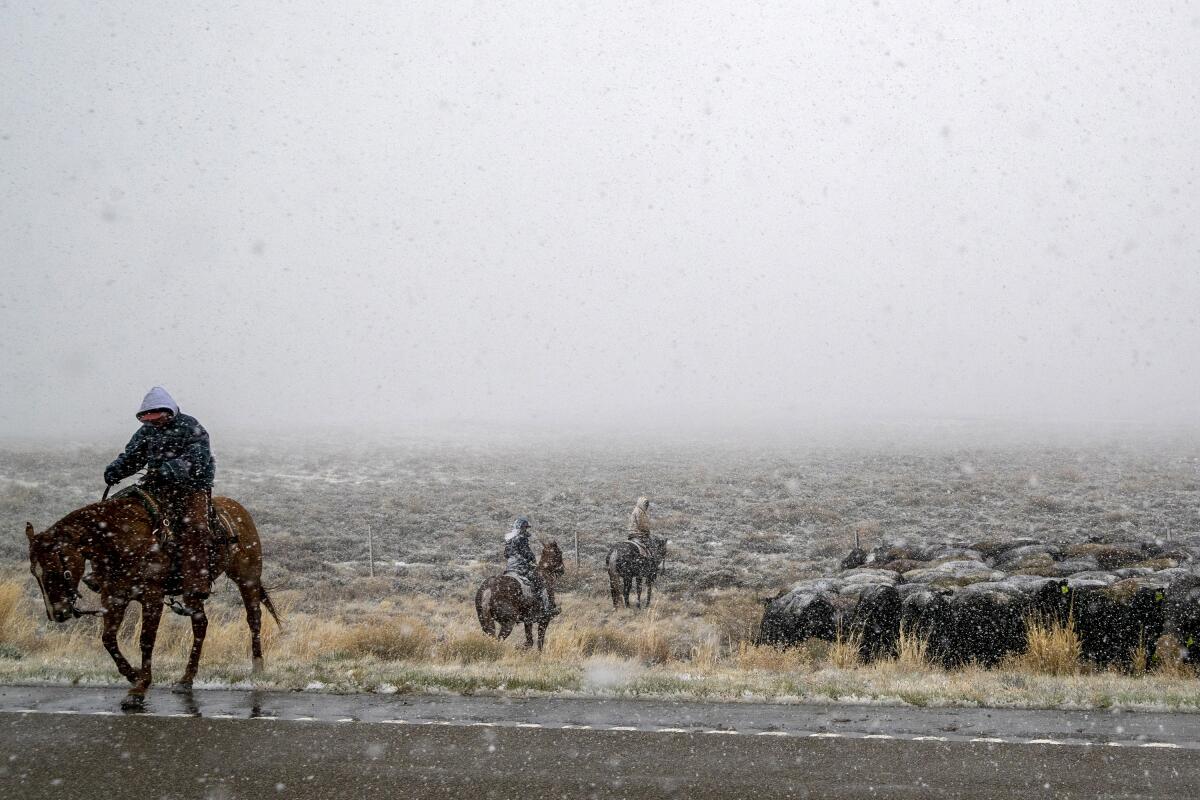 In fog and sleet, three people in coats and gloves ride horses alongside cattle.