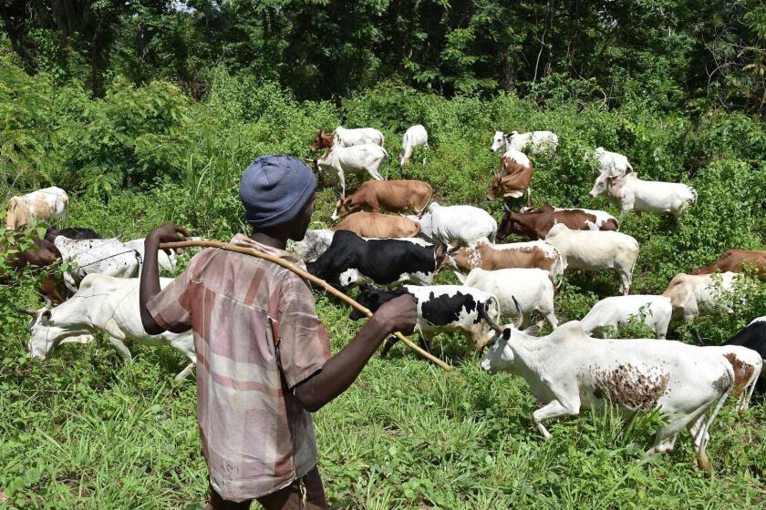 An ivorian shepherd watches his cows on June 4, 2016 in the bush near Bouake, central Ivory coast. According to specialists gathered in Abidjan, trade of cattle increased by nearly 20% in West Africa and represents an important source of income, ensuring food security for millions of people. / AFP PHOTO / ISSOUF SANOGOISSOUF SANOGO/AFP/Getty Images ** OUTS - ELSENT, FPG, CM - OUTS * NM, PH, VA if sourced by CT, LA or MoD **
