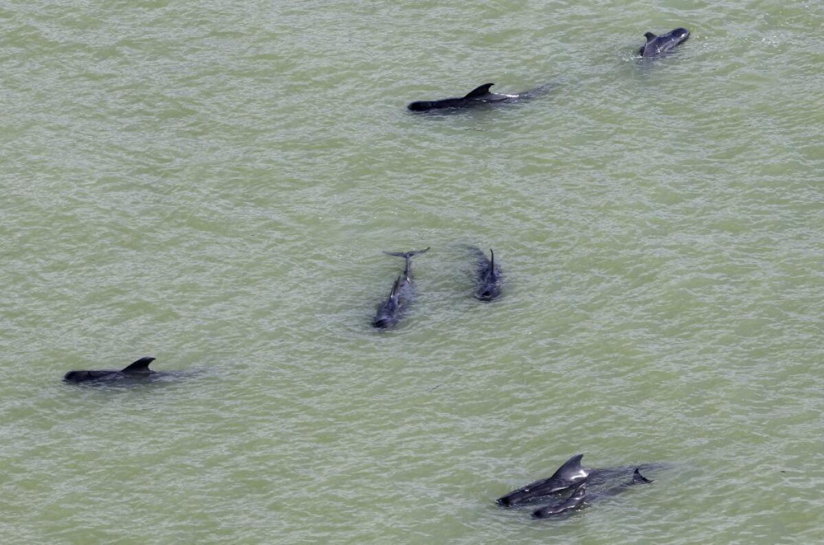 Dozens of pilot whales were stranded in shallow water in a remote area of Florida's Everglades National Park last week.
