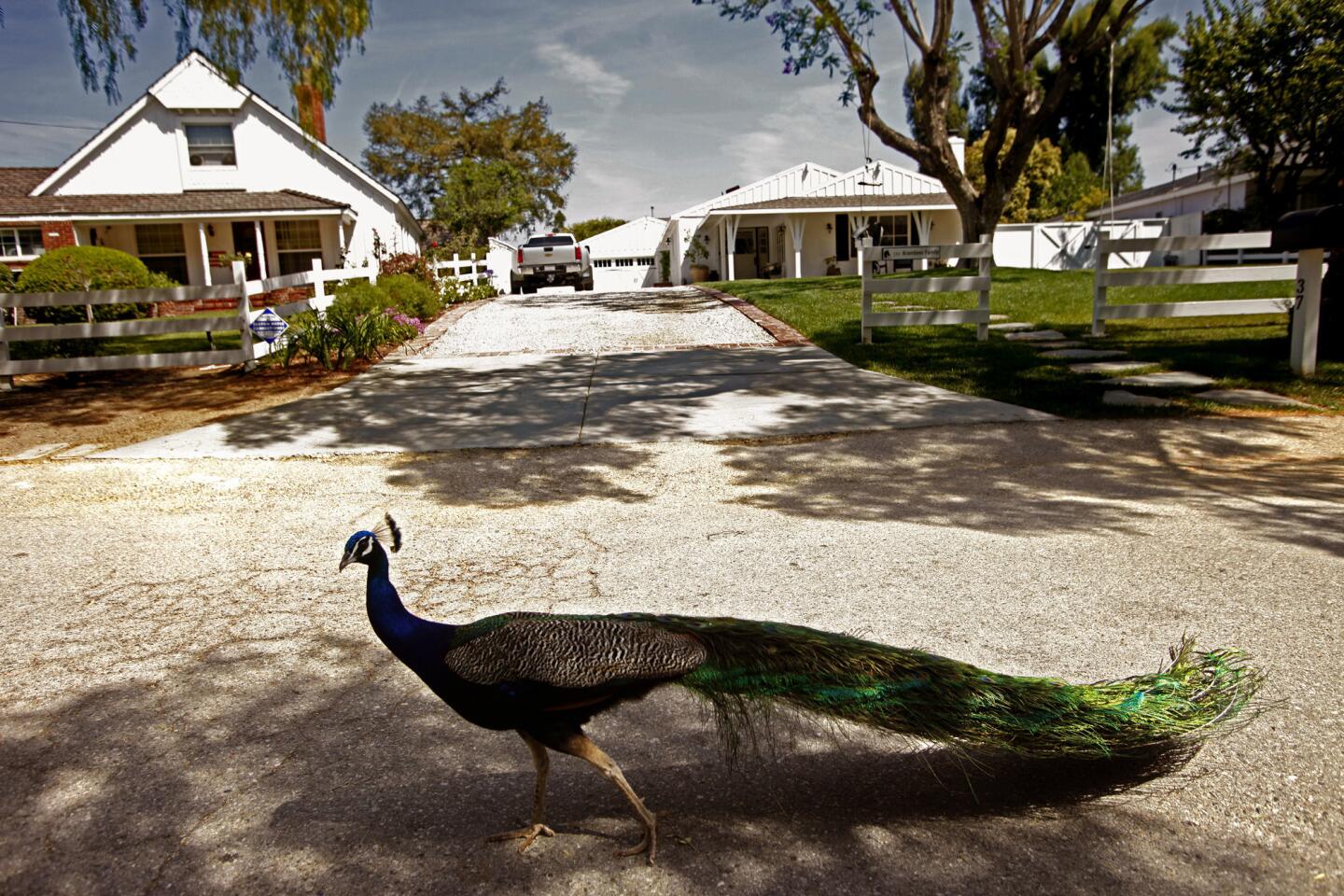Indian blue peacocks were imported to the Palos Verdes Peninsula a century ago.