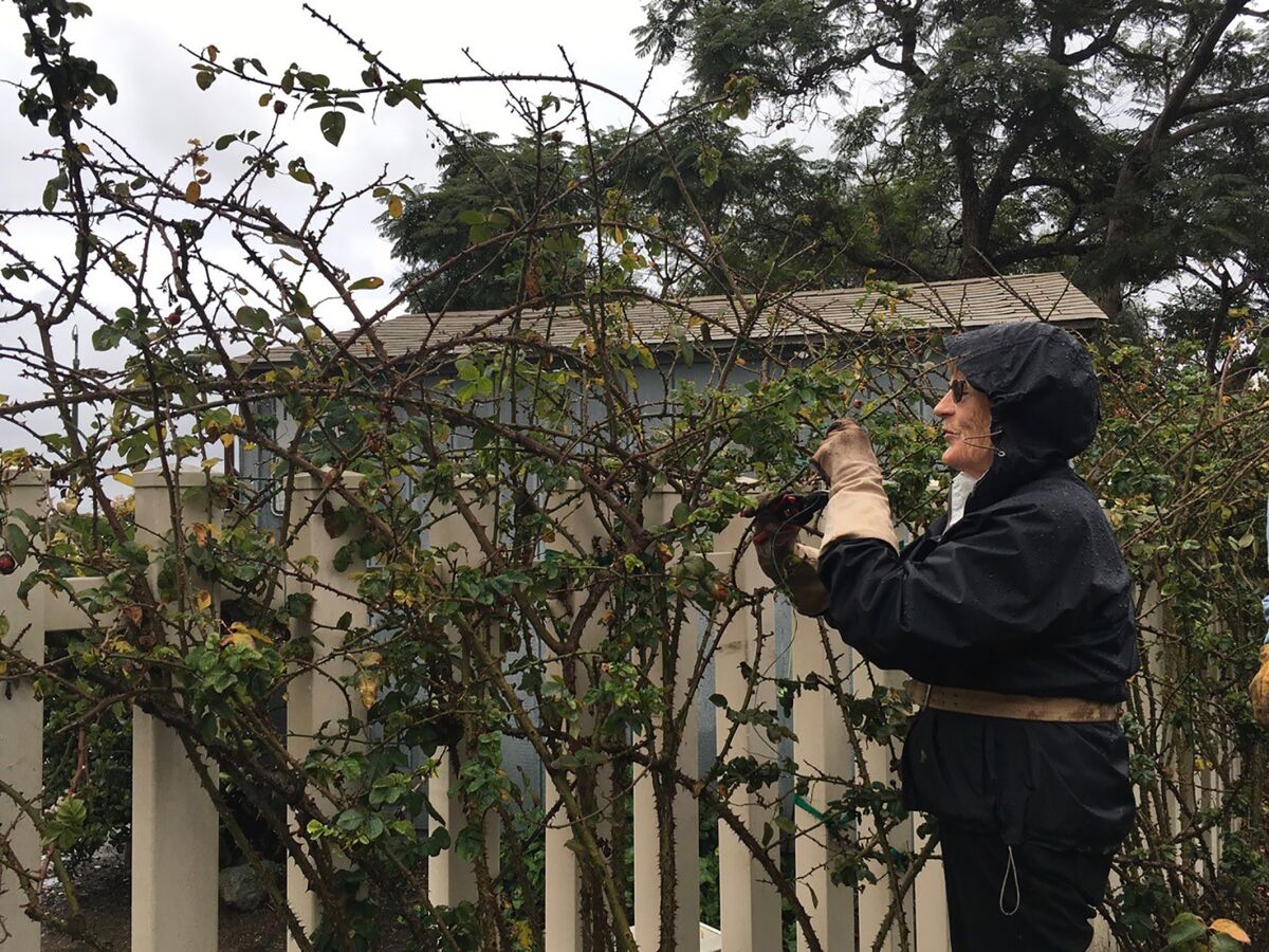 A woman demonstrates the pruning of a climbing rose.