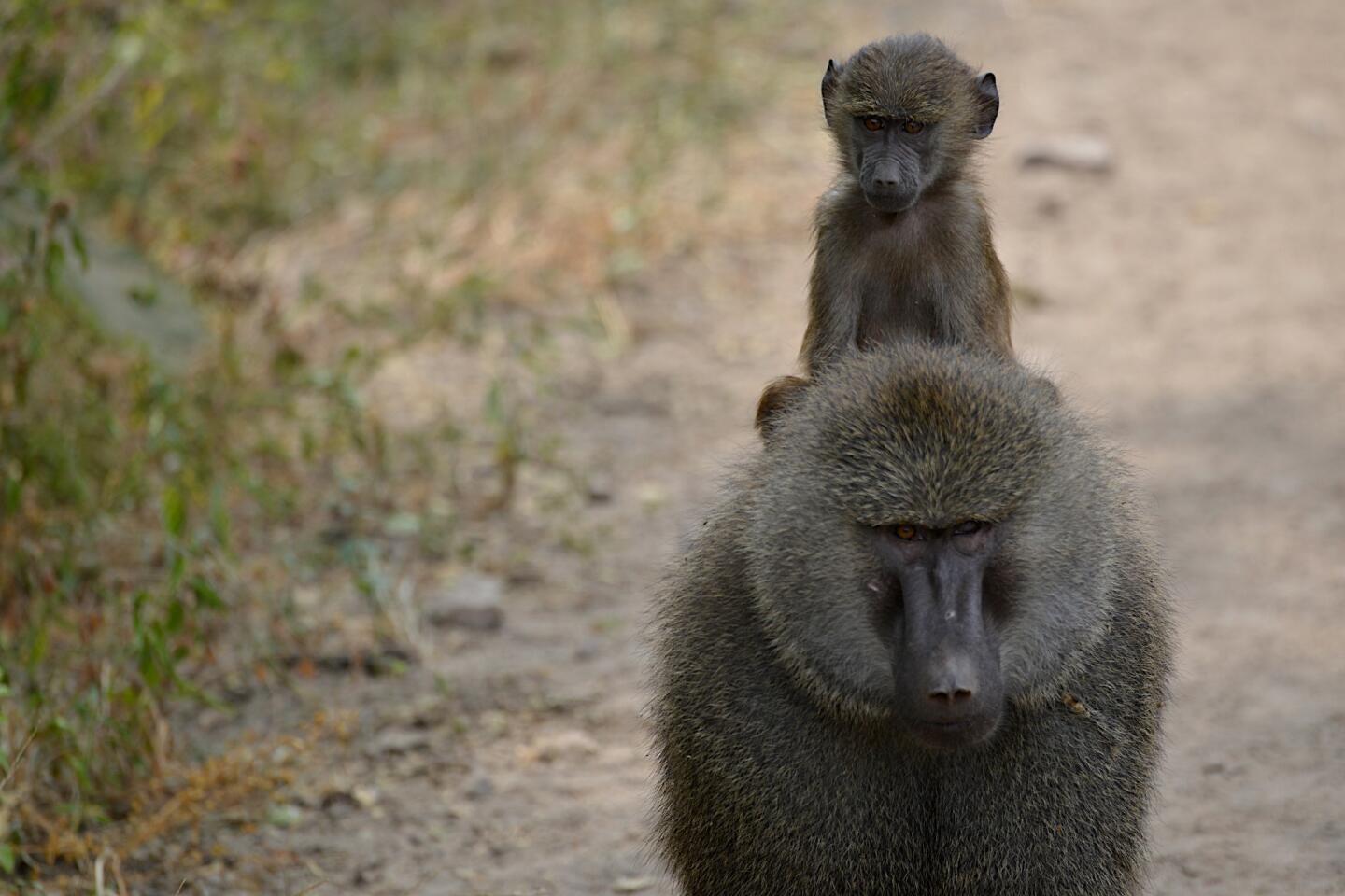 Baboons