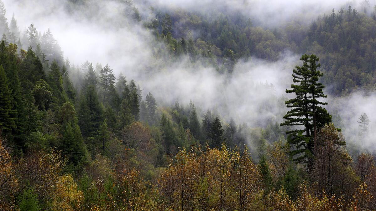 Mist rises over the trees after a November rain near Klamath.
