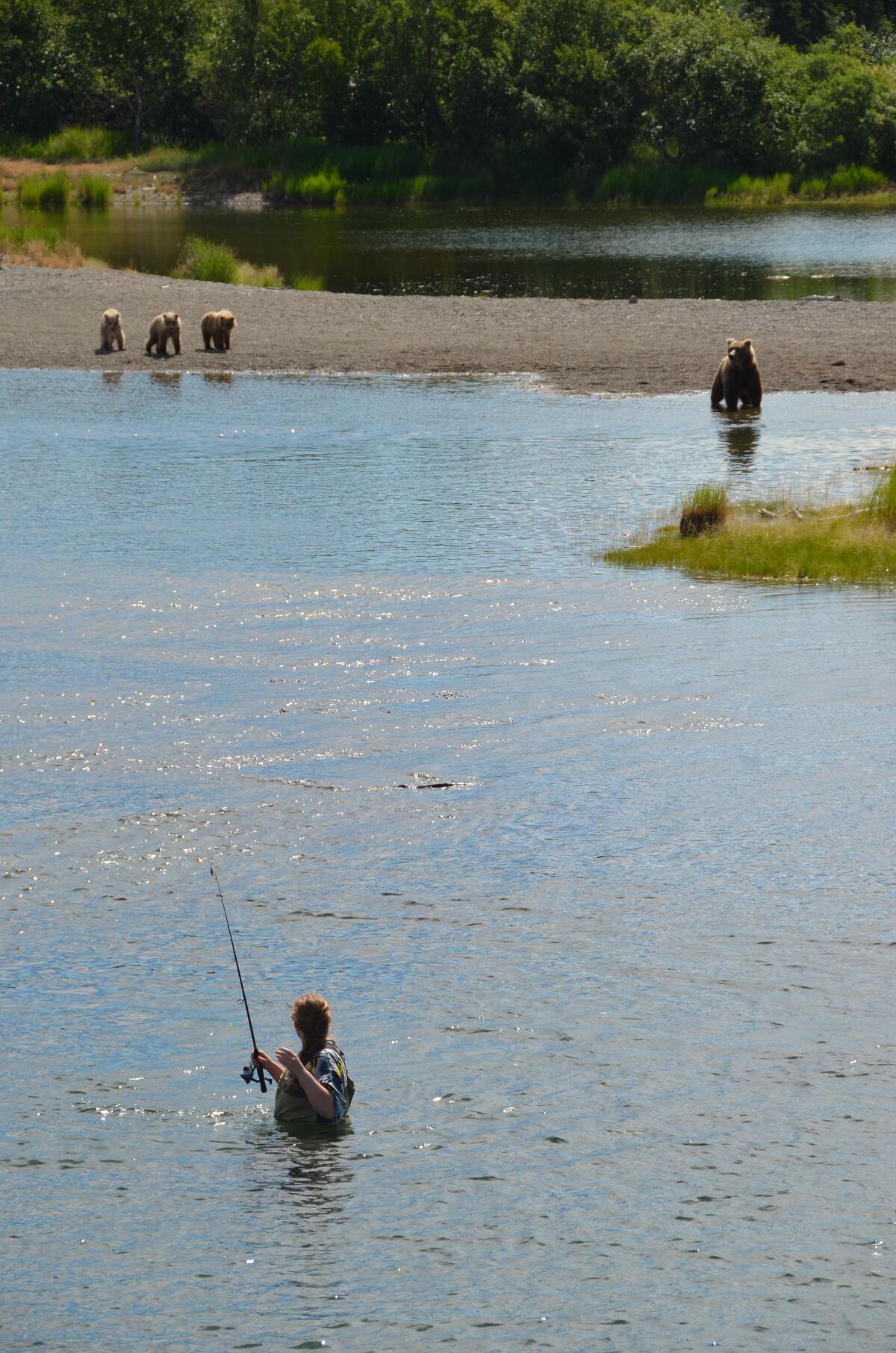 An angler is startled as a bear and three cubs approach her at Katmai National Park and Preserve in southwest Alaska.