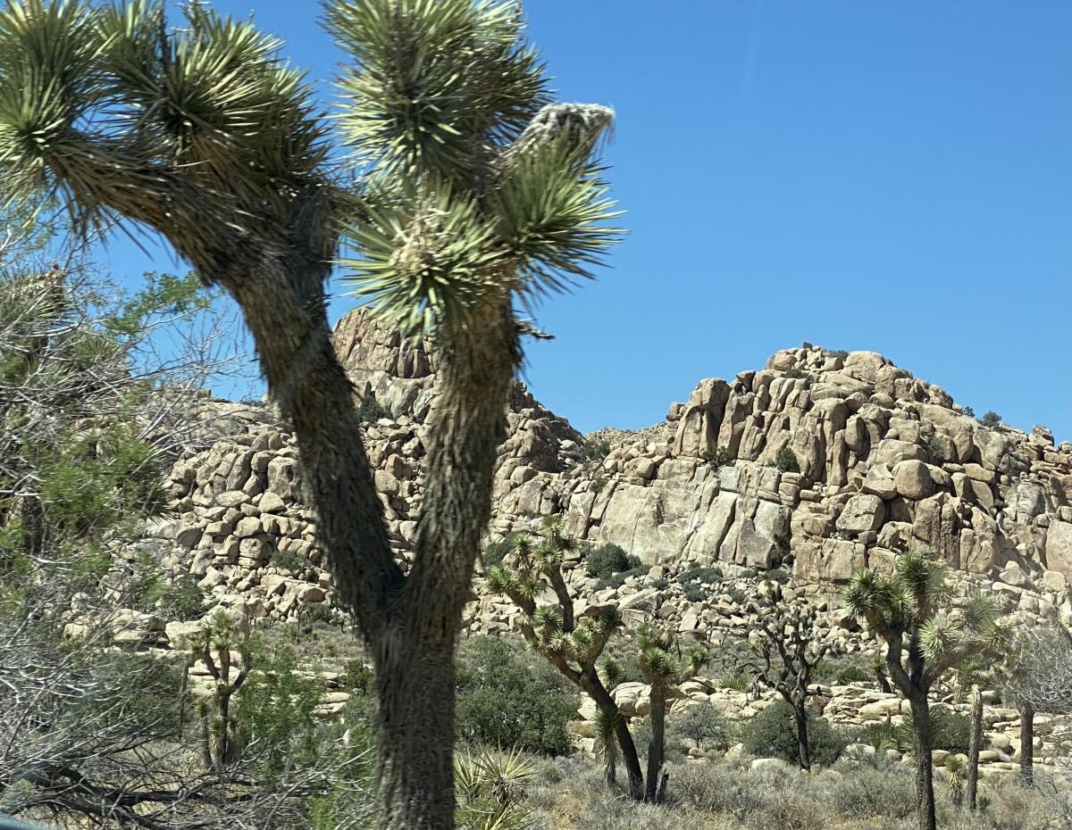 A Joshua tree with rock formations in the background