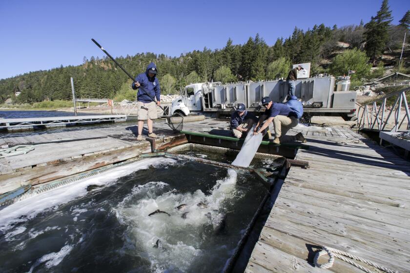 Trout from a hatchery truck are transferred into a submerged cage attached to a platform in Big Bear Lake.