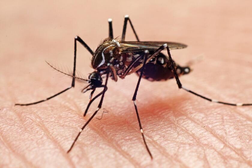 An Aedes aegypti mosquito, which can carry the dengue virus, biting a hand.