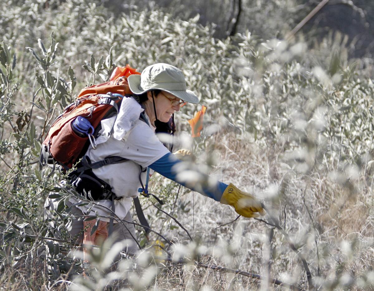 Trail boss Karen Buehler places markers for a new trail being built by hand at Deukmejian Wilderness Park in Glendale on Saturday, January 4, 2014.