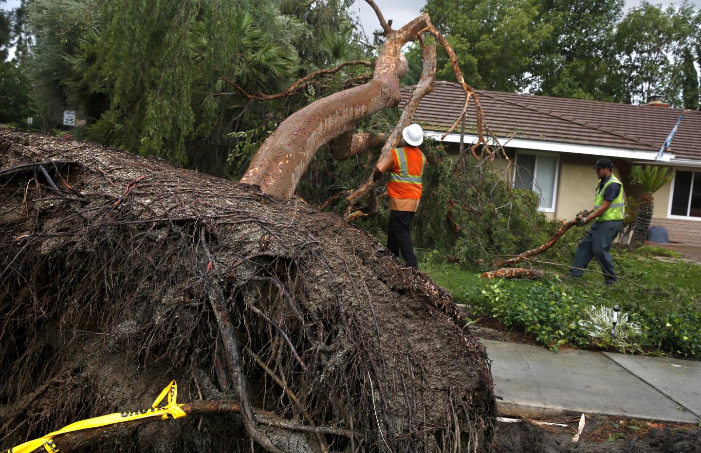 A 30-foot tall Chinese elm tree was blown over on Via Sotelo in Riverside.