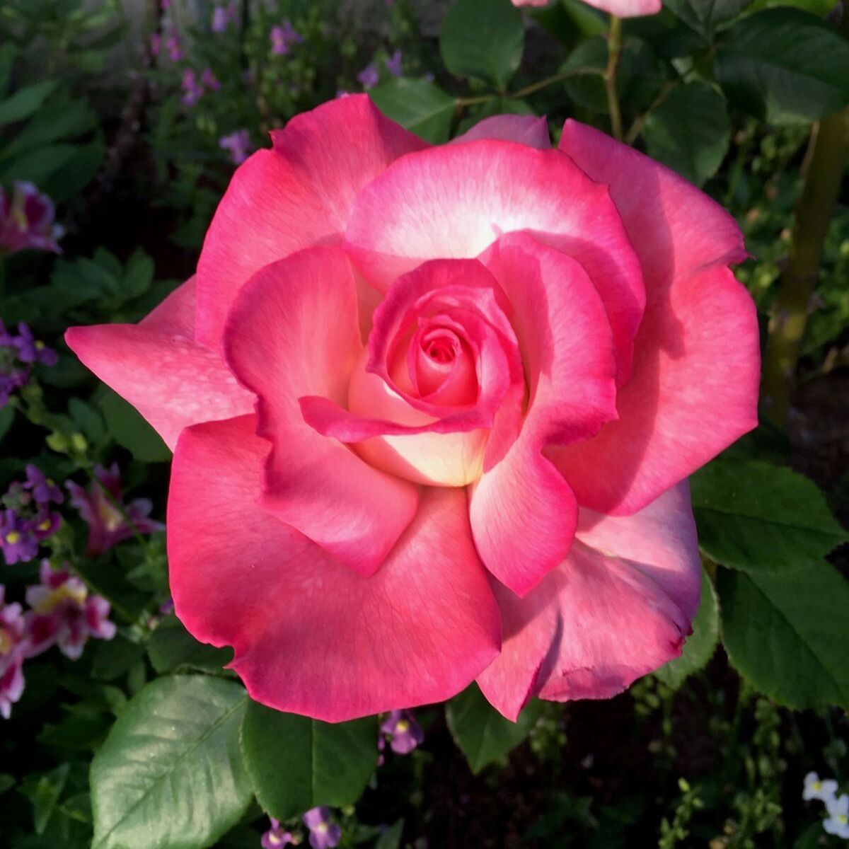 ‘Secret’ is a fragrant hybrid tea rose with a quick rebloom.