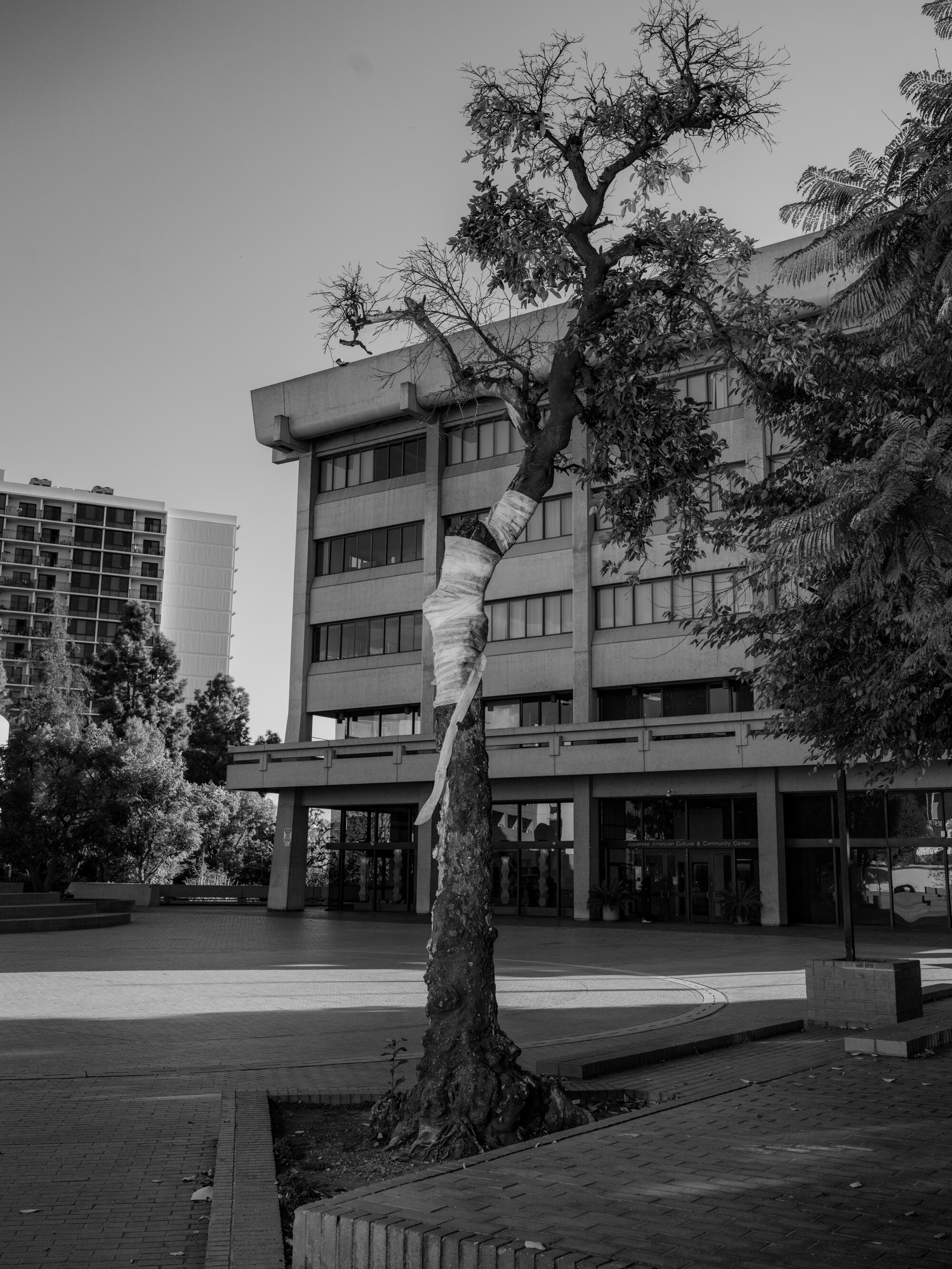 The grapefruit tree still standing in the courtyard of the Japanese American Cultural Center.