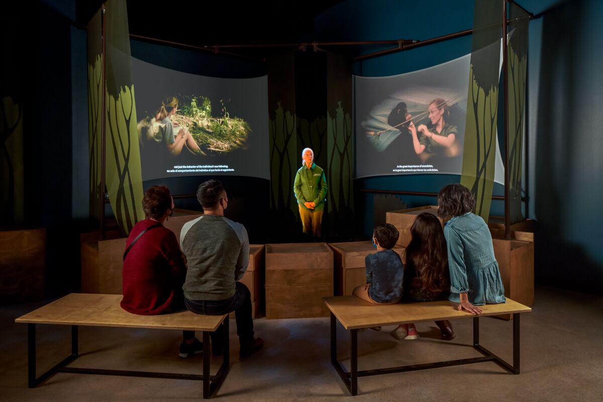 Image from "Becoming Jane: The Evolution of Dr. Jane Goodall" at the Natural History Museum of Los Angeles County