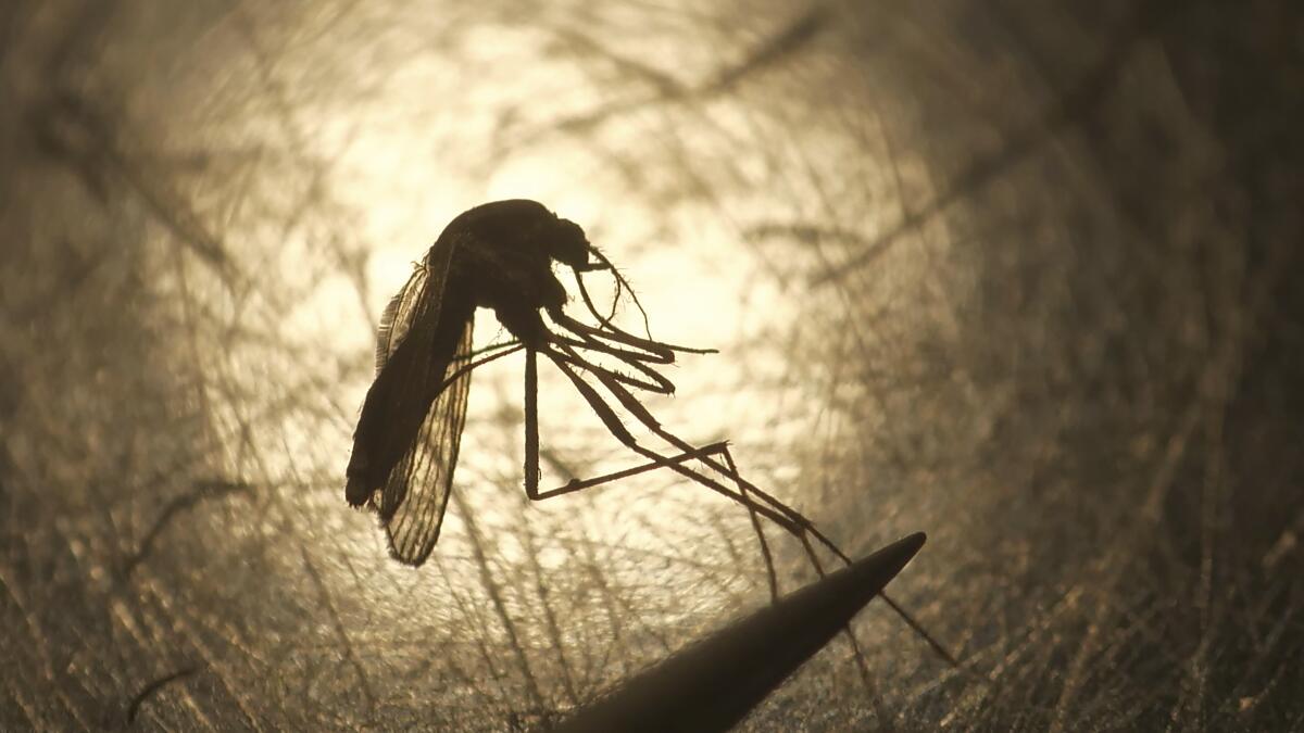 FILE - In this Aug. 26, 2019, file photo, Salt Lake City Mosquito Abatement District biologist Nadja Reissen examines a mosquito in Salt Lake City. State and federal health officials are reporting a higher than usual number of deaths and illnesses from a rare, mosquito-borne virus this year. Eastern equine encephalitis has been diagnosed in a score of people in six states and several people have died so far this year. (AP Photo/Rick Bowmer, File)