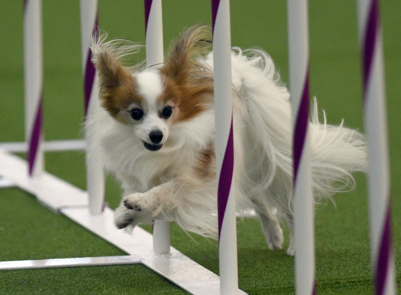 Westminster agility contest