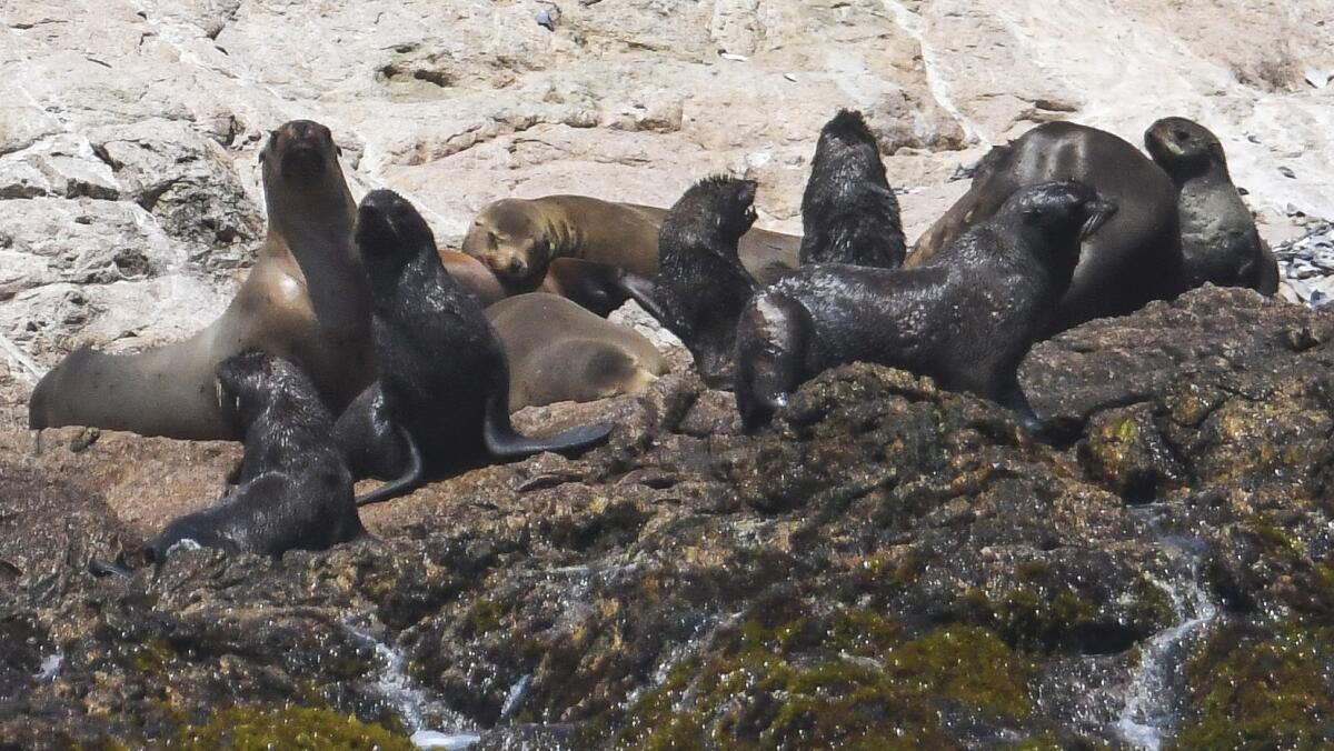 Sea lions and seals at the Farallon Islands
