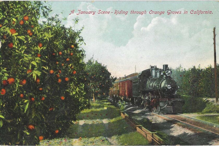 A train passes an orange grove, where the trees are laden with fruit