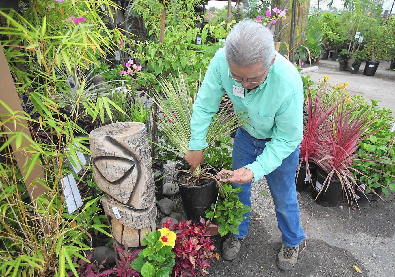 Gary Matsuoka talks about the soil he mixes at the Laguna Hills Nursery in Santa Ana. Matsuoka educates customers at the store and at local farmers markets about fruit trees, berries, herbs and other edibles grown from his own mix of soil.