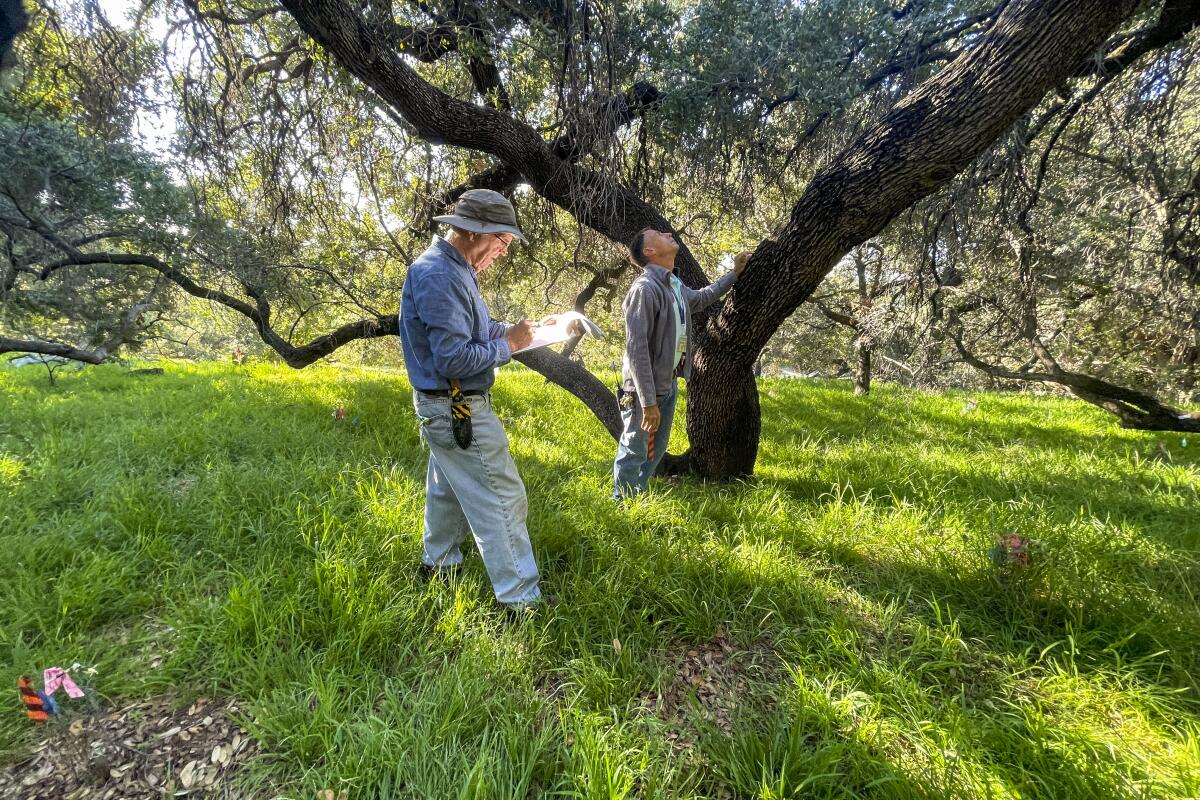 Two men stand under a large tree in a field of grass at Los Angeles County Arboretum.
