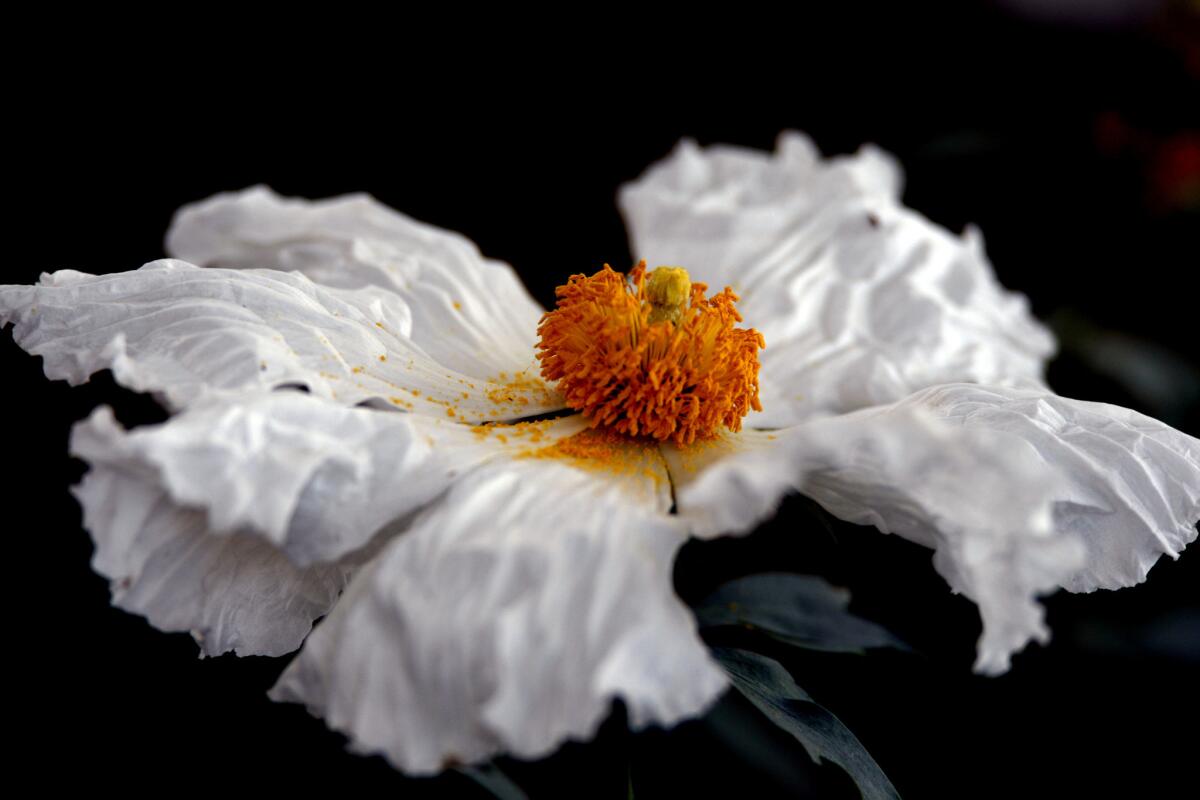 Matilija Poppy