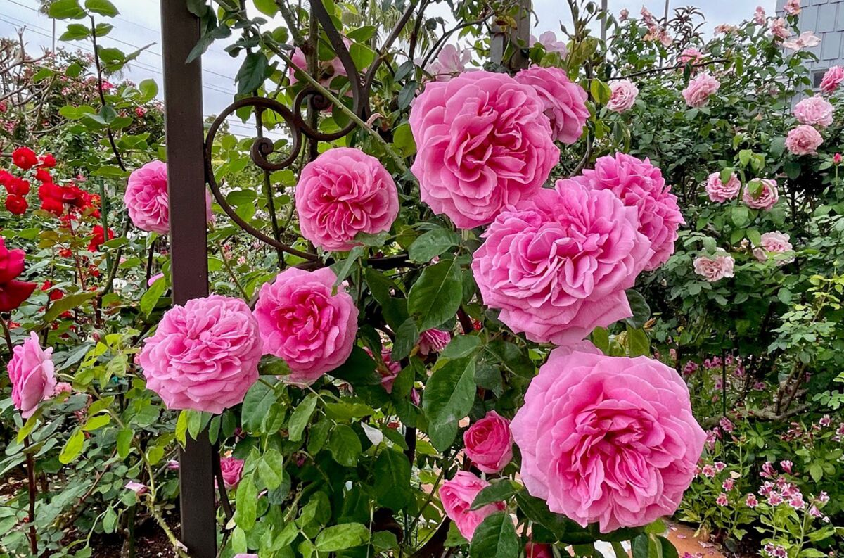 David Austin’s fragrant climber 'Gertrude Jekyll,' with pink blooms, grows up a trellis.