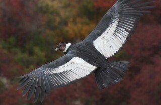 An Andean condor