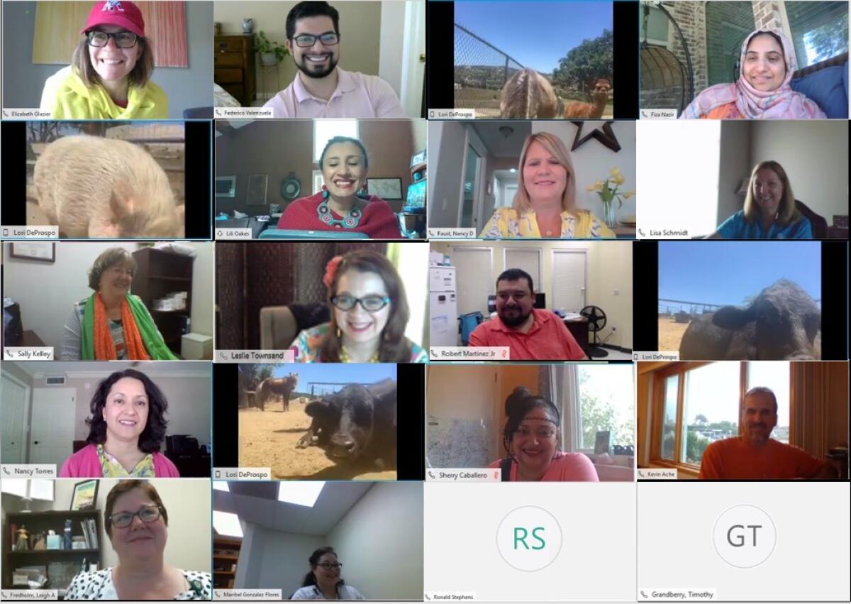 Several animals at the King Wolf Animal Sanctuary in Ramona check into a recent Zoom business meeting.
