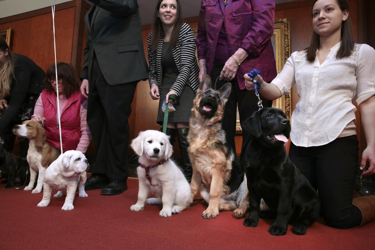 Dogs of the 10 most popular breeds in the U.S. appear at an American Kennel Club news conference in February.