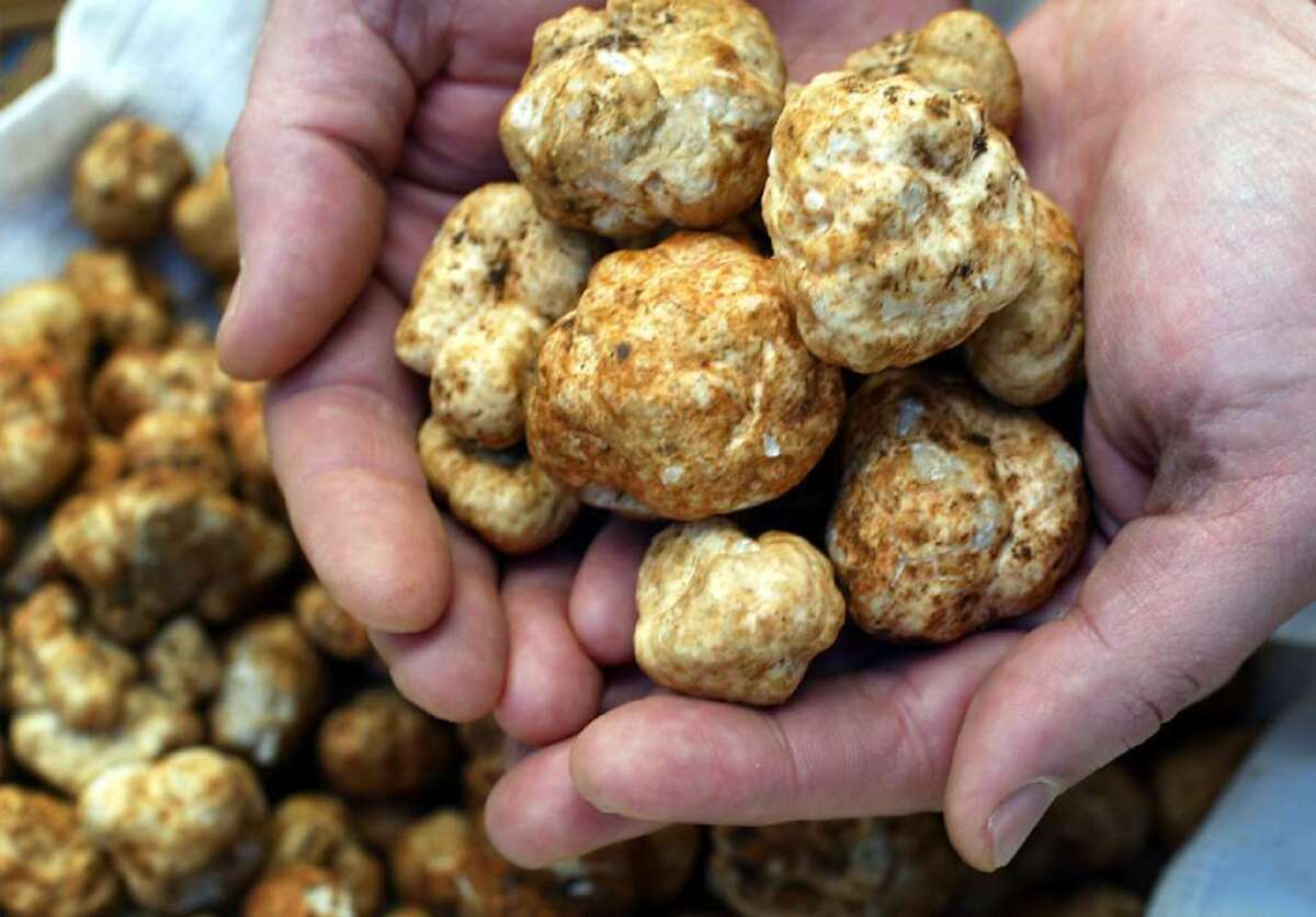It's white truffle season, and restaurants such as Umami Burger are marketing their truffle menus.