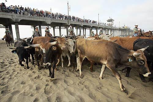 A marketing venture by the Orange County Fair and the U.S. Open of Surfing brought 100 longhorn steers to the Huntington Beach Pier this morning. The cattle, herded by 40 cowboys and nine cattle dogs, covered 1 1/2 miles from Goldenwest Street and Pacific Coast Highway south to the pier.
