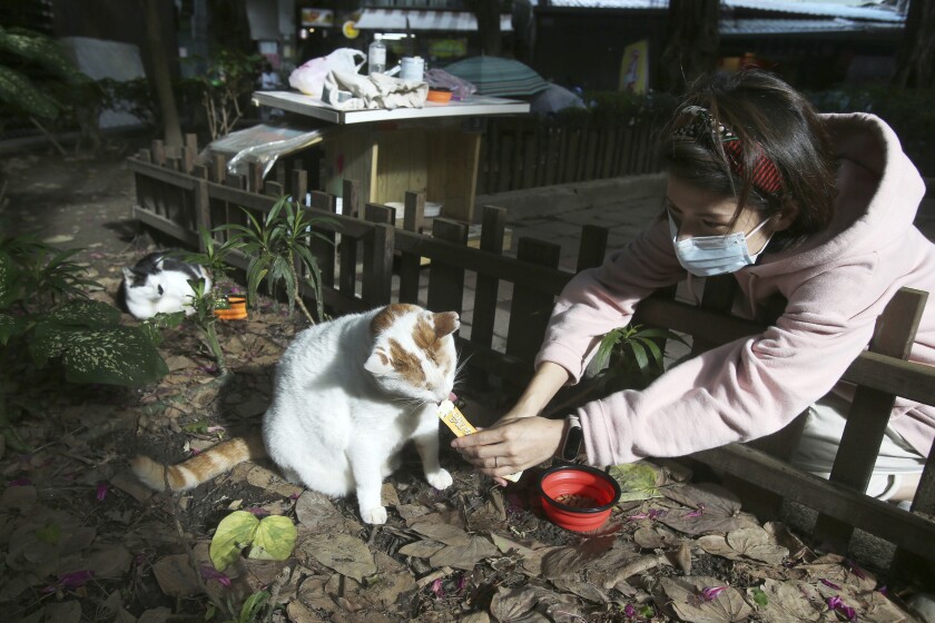 Street cat "Flower" is fed by volunteer Yuju Huang at a Midnight Cafeteria in Taipei, Taiwan, Sunday, Dec. 27, 2020. Launched in September, the “cafeteria” is actually 45 small wooden houses painted by Taiwanese artists and scattered across Taipei. The idea is to give the cats a place to rest while making feeding them less messy. (AP Photo/Chiang Ying-ying)