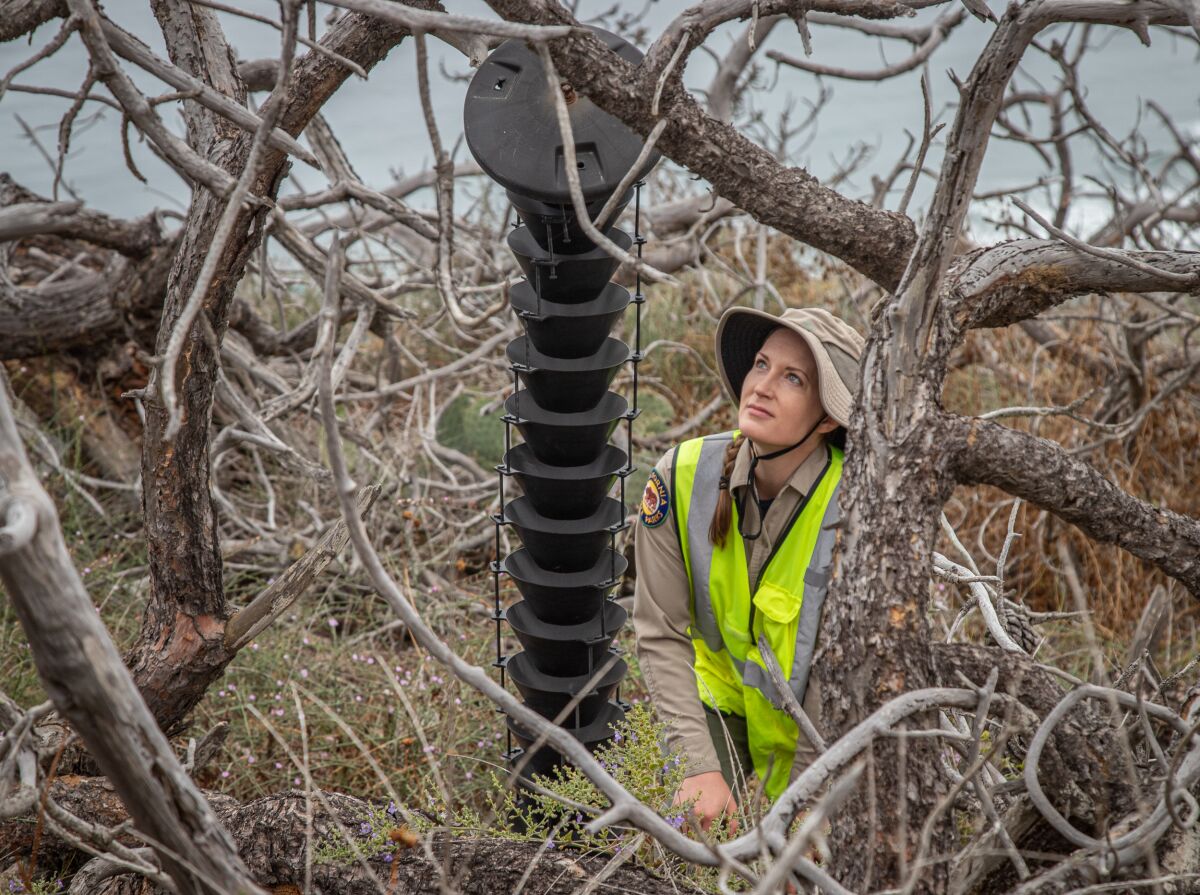 Cara Stafford, a park environmental scientist, checks bark beetle traps at the Torrey Pines State Natural Reserve.