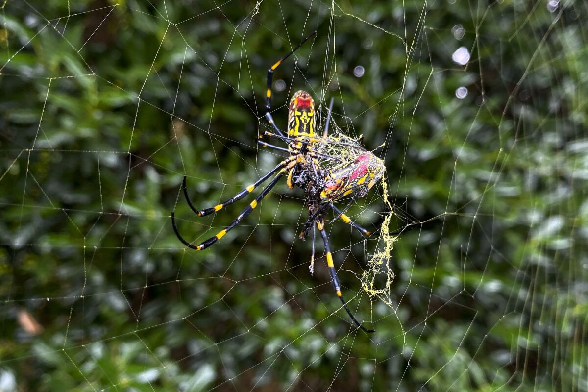 FILE - The Joro spider, a large spider native to East Asia, is seen in Johns Creek, Ga., on Sunday, Oct. 24, 2021. Researchers say the large spider that proliferated in Georgia in 2021 could spread to much of the East Coast. (AP Photo/Alex Sanz, File)