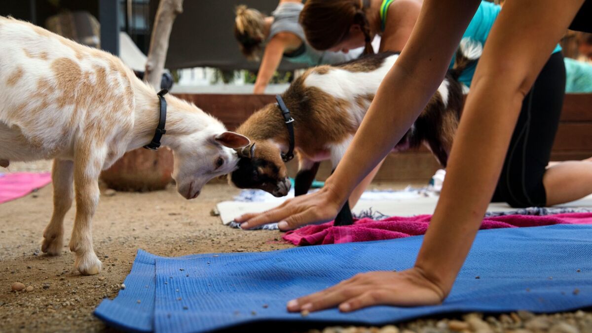 Baby goats go head to head during a goat yoga session.