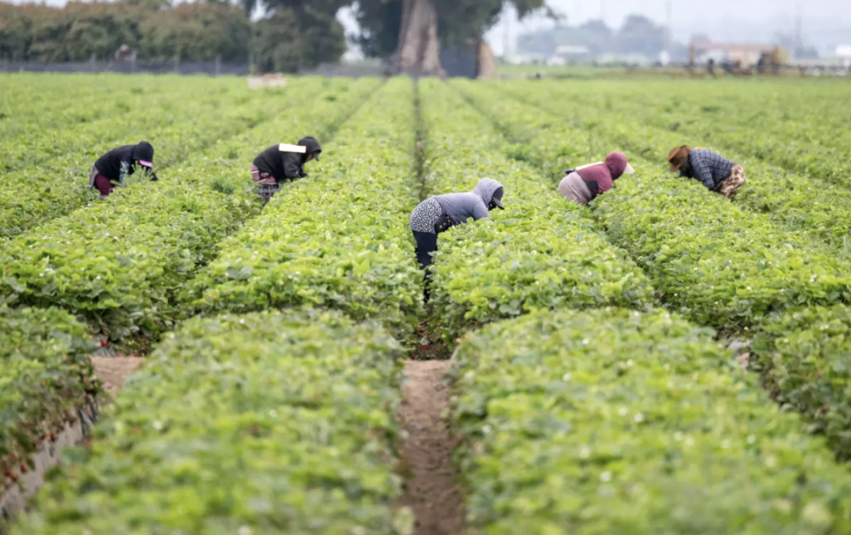 Los jornaleros trabajan en un campo de fresas