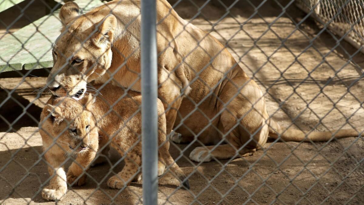 Gypsy, top, snuggles up to one of her ubs at the Wildlife Waystation.