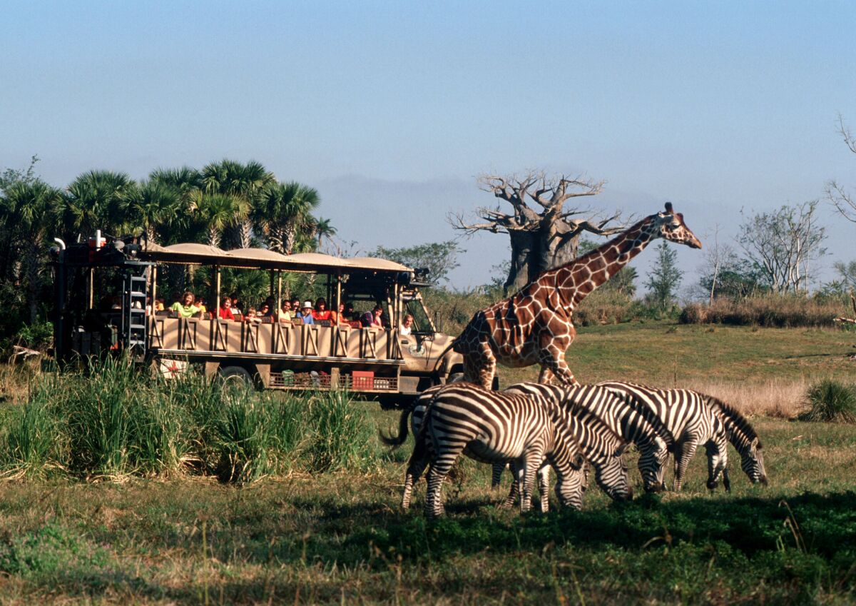 The showcase of Walt Disney World's Animal Kingdom is the Kilimanjaro Safaris attraction, a re-creation of an African safari.