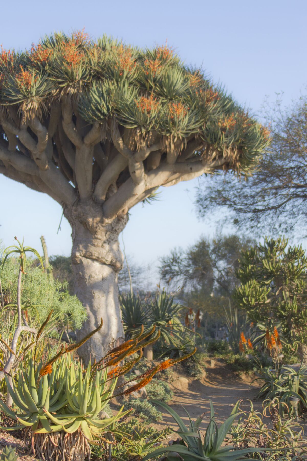 The old world desert garden at San Diego Botanic Garden.