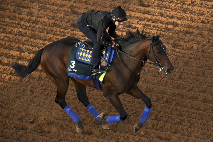 The Saudi Cup contender Country Grammer gallops in the morning track work at the King Abdulaziz racetrack.