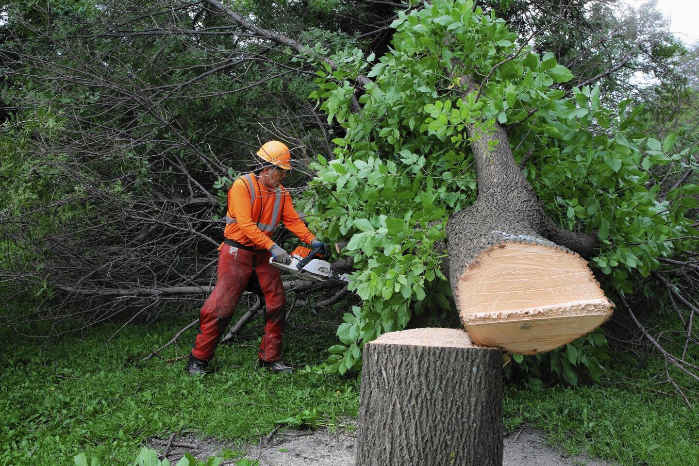 A worker cuts down a tree infested by the emerald ash borer in Lincoln Park.