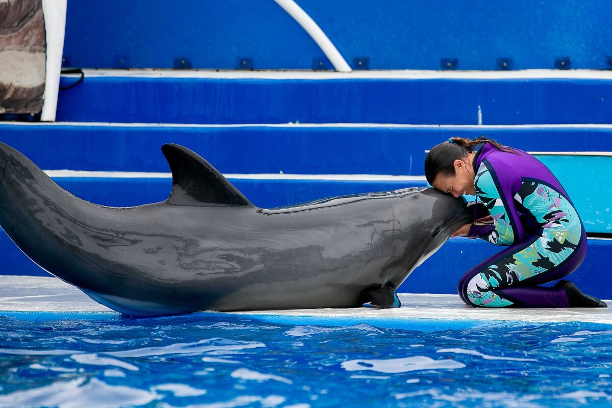A trainer performs with a dolphin during the Dolphin Days show at SeaWorld in June.