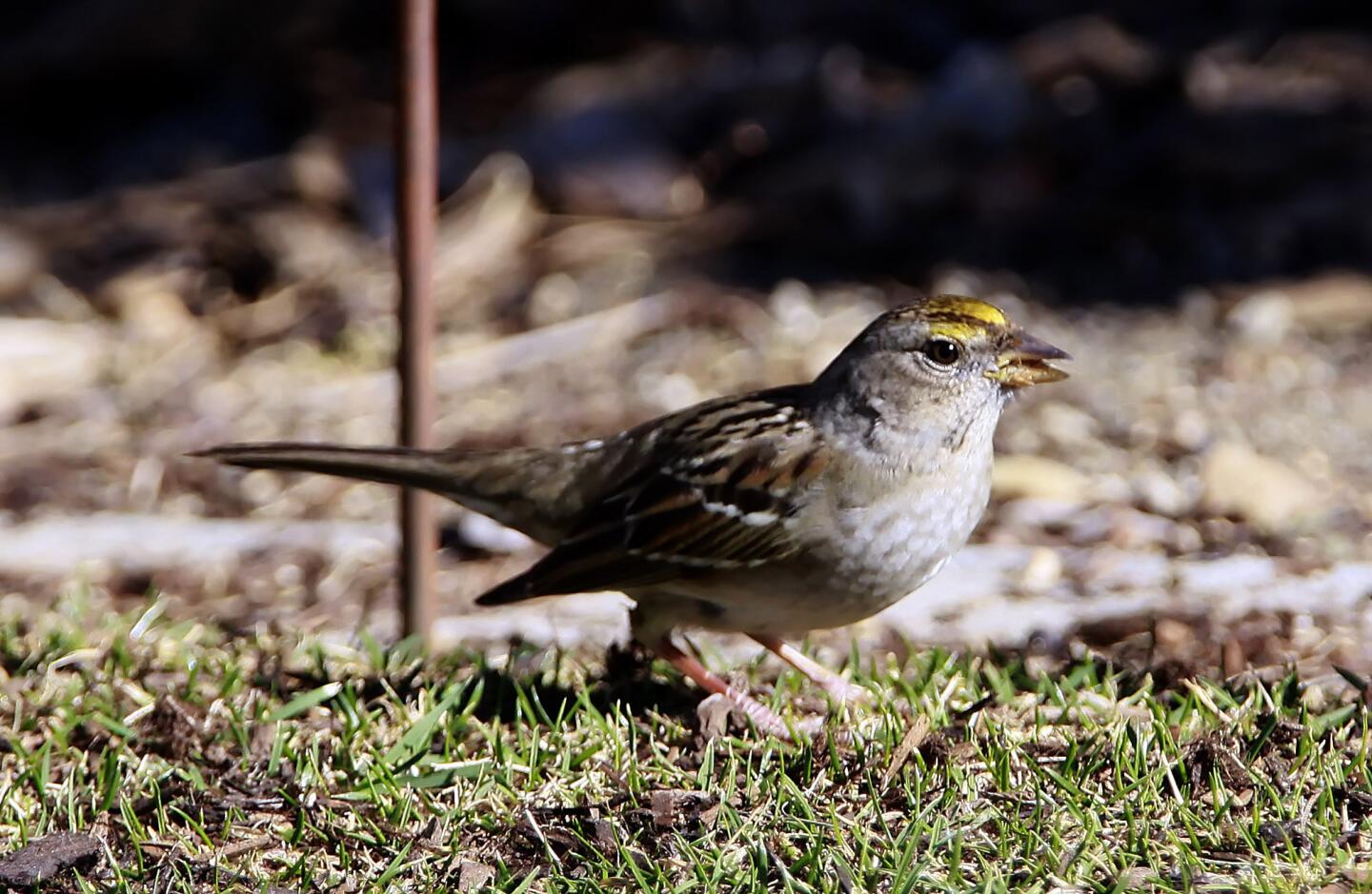 Photo Gallery: Deukmejian Wilderness Park is for the birds