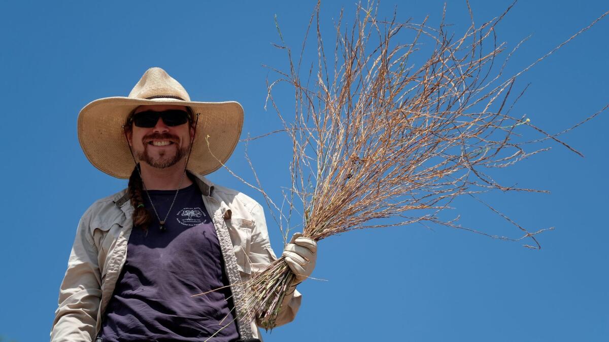 Reginald Durant, executive director of the nonprofit group Back to Natives, holds a bunch of mustard he hand cut. Durant led a team of volunteers removing a massive bloom of weeds in Dana Point.