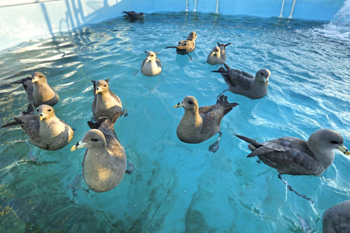 Seabirds float in a tank.