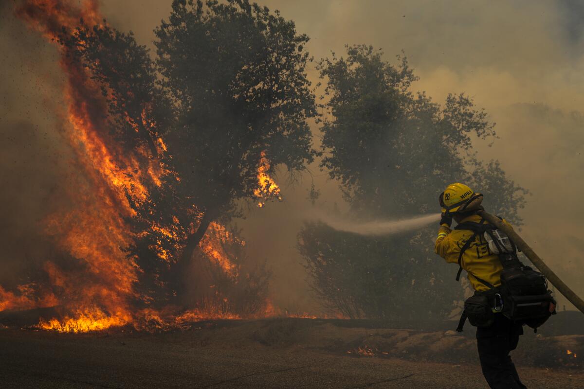 A firefighter sprays water from a hose onto a burning tree