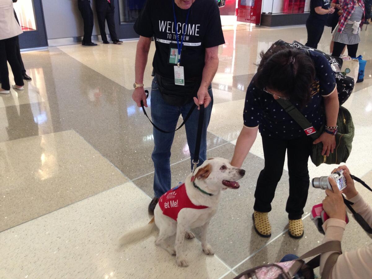 Trained therapy dogs will be roaming the terminals at Los Angeles International Airport during the Thanksgiving weekend to reduce stress among travelers.
