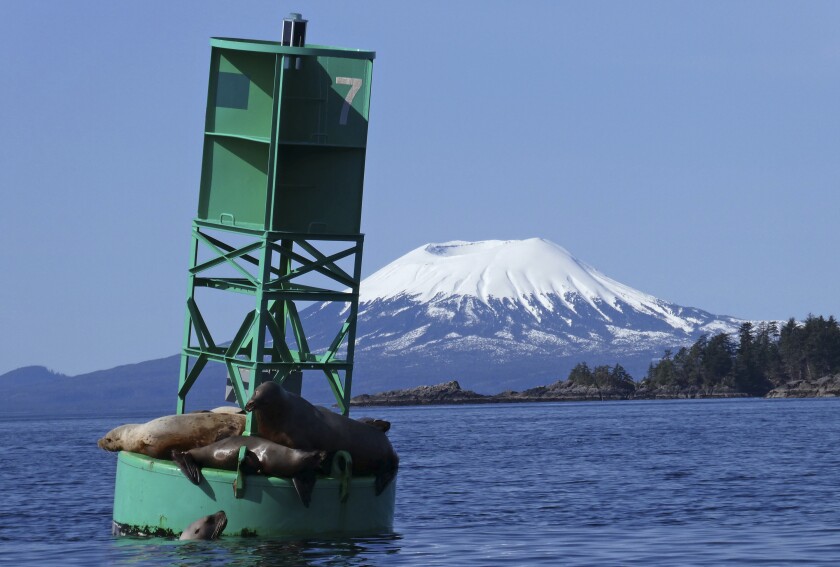 With Mount Edgecumbe in the background, a sea lion pops its head out of the water next to a buoy crowded with other sea lions in Sitka, Alaska on April 7, 2018. A swarm of hundreds of small earthquakes have been reported near Mount Edgecumbe volcano 15 miles west of Sitka, in southeast Alaska. The reason for the swarm is not known, officials at the Alaska Volcano Observatory said Wednesday, April 13, 2022. (AP Photo/Becky Bohrer, File)